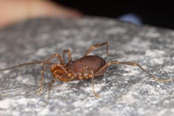 Media type: image;   Invertebrate Zoology 168077 Description: Digital photograph of specimen in life.;